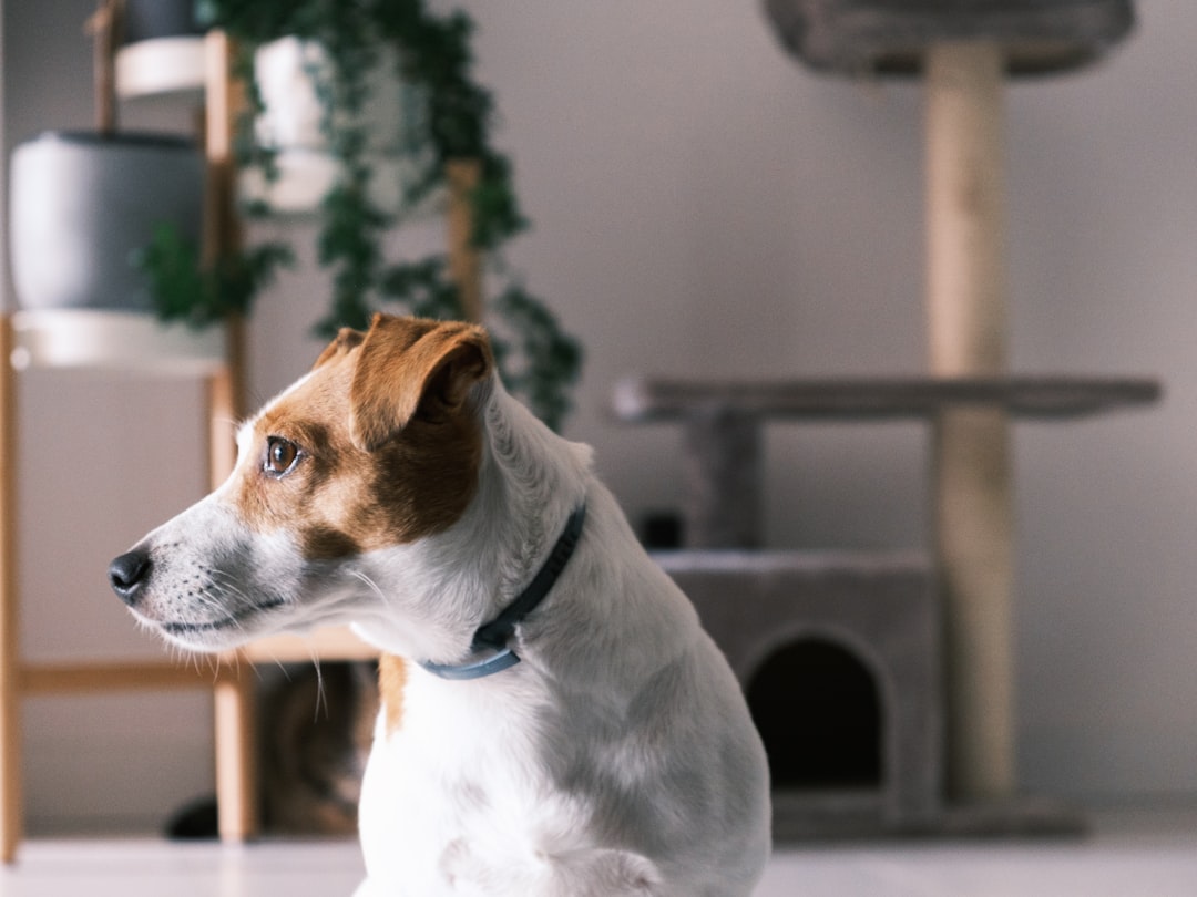 Revolutionizing Pet Care: How Smart Home Technology and AI Are Enhancing Pet Well-Being